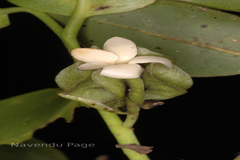 Diospyros paniculata